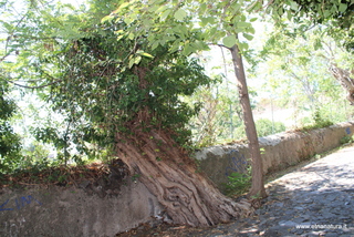 Robinia delle Chiazzette